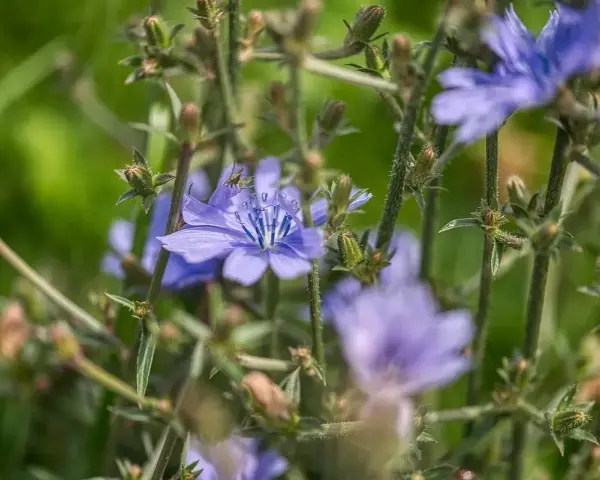 Flores de achicoria azul vibrante, con tallos verdes y brotes. Considera las contraindicaciones de la achicoria antes de su uso.