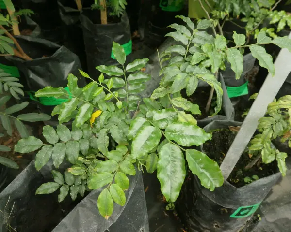 Planta joven de bálsamo de Perú en maceta negra, con hojas verdes y un toque amarillo.