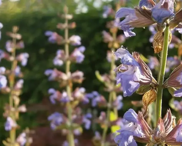 Flores de salvia morada, ideales para aprender como tomar salvia para la menopausia y aliviar sus síntomas.