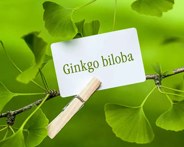 Hojas de ginkgo biloba, árbol conocido por sus beneficios para la memoria y circulación. ¿Para qué sirve el ginkgo biloba?
