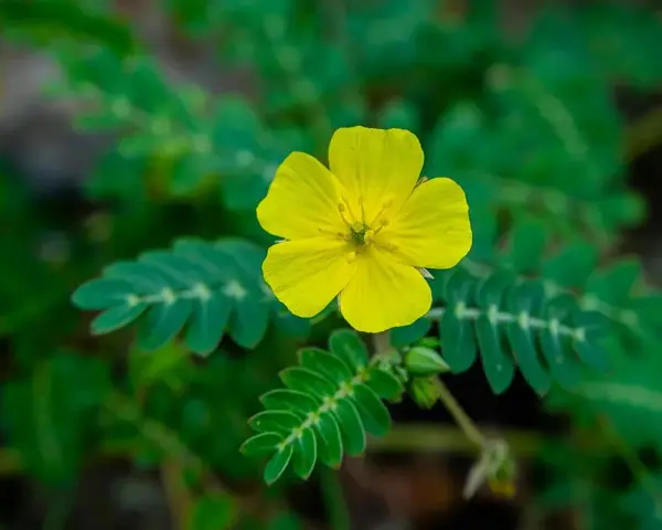 Flor amarilla de tribulus terrestris, planta conocida por sus usos medicinales.