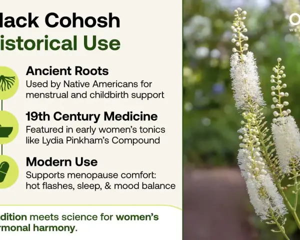El cohosh negro, usado desde raíces antiguas hasta medicina moderna para el bienestar femenino.