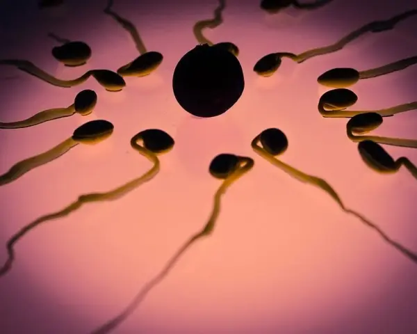 Espermatozoides rodeando un óvulo. El zinc es clave para la fertilidad y para quedar embarazada.