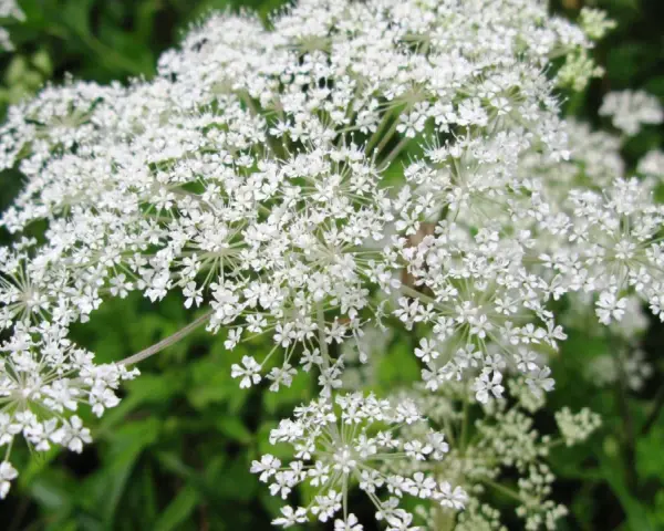 Umbelas de flores blancas, similares a las del dong quai, se abren en un campo verde.