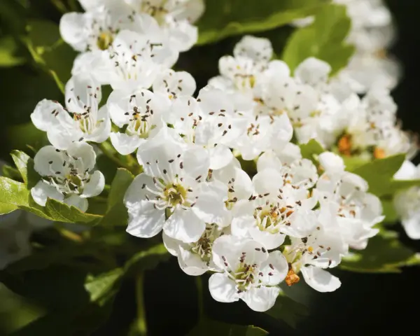 Flores blancas de espino blanco, con sus estambres marrones. Conoce sus espino blanco propiedades y contraindicaciones.
