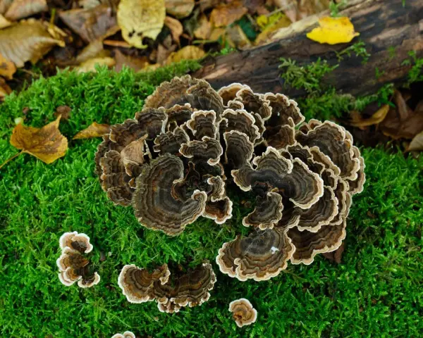 Hongos con anillos concéntricos marrones y blancos, como una cola de pavo, crecen sobre musgo verde y hojas caídas.