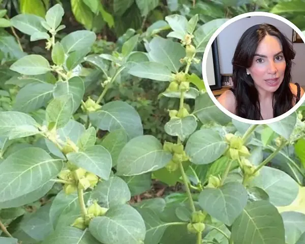 Planta de ashwagandha, conocida por sus ashwagandha beneficios para la mujer, como el manejo del estrés y la mejora del bienestar.