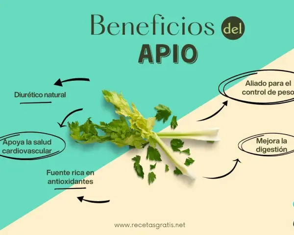 El apio, con sus múltiples propiedades, es un diurético natural, aliado para el control de peso, apoya la salud cardiovascular y mejora la digestión.