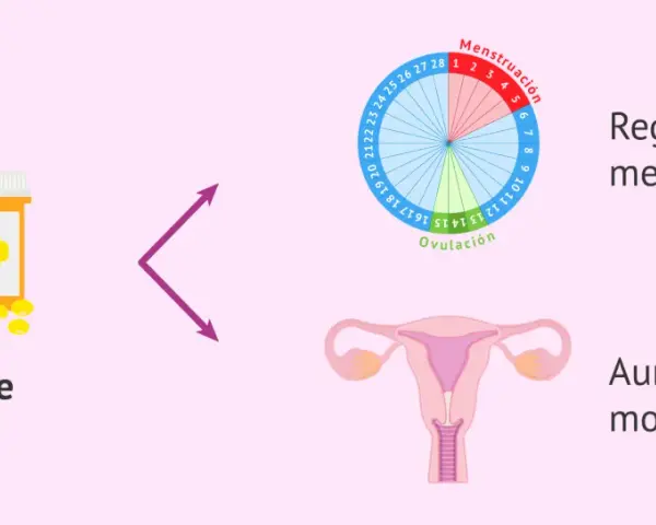 Aceite de onagra para regular la regla. Ayuda a regular el ciclo menstrual y aumenta el moco cervical.