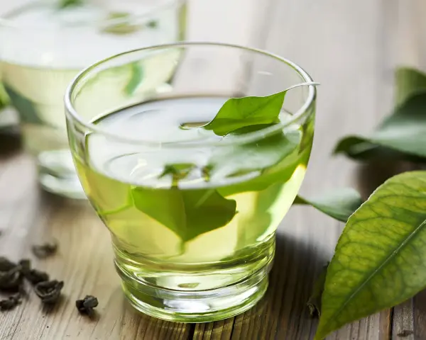 Té verde con hojas frescas, una hierba efectiva para quedar embarazada.