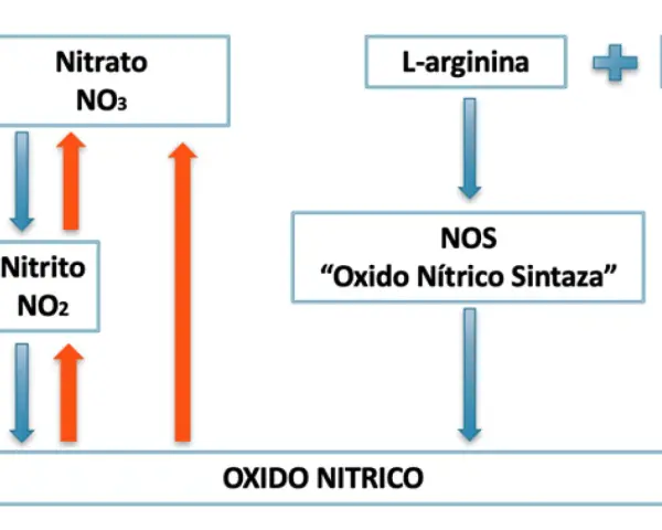 Diagrama muestra la síntesis de óxido nítrico a partir de L-arginina y O2 por la enzima NOS, y la interconversión de nitrato y nitrito.