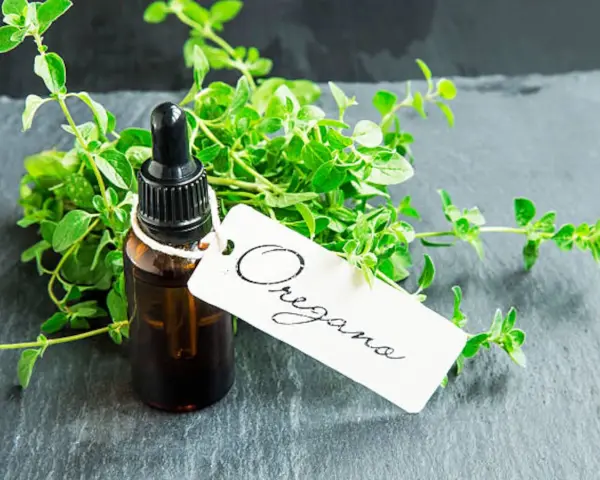 Frasco con cuentagotas de aceite de orégano junto a un manojo de hierbas frescas. La etiqueta dice "Oregano".