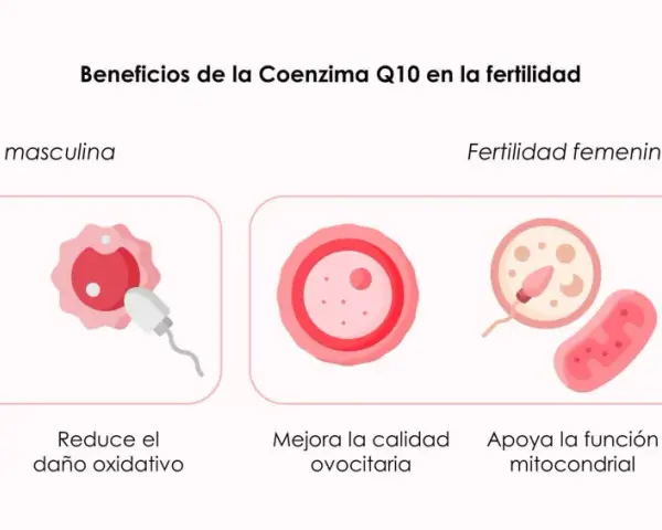 La coenzima Q10 para que sirve en mujeres: mejora ovocitos, apoya mitocondrias y reduce estrés oxidativo, clave para la fertilidad femenina.