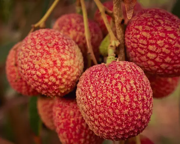 Racimos de lichi fruta, con su piel rugosa y rojiza, cuelgan de una rama.