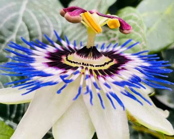 Flor de pasiflora, con sus vibrantes pétalos blancos y azules, evoca la calma y las propiedades relajantes de esta planta.