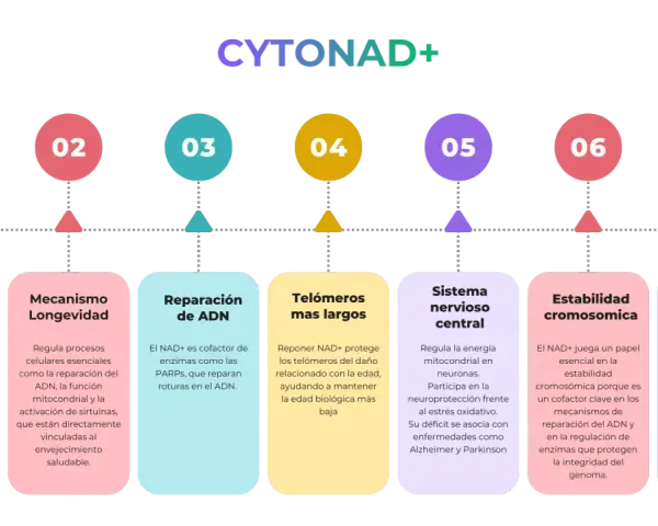 El nicotinamida adenina dinucleótido (NAD+) es crucial para la producción de energía, longevidad, reparación del ADN, telómeros largos, sistema nervioso, estabilidad cromosómica y células inmunes.