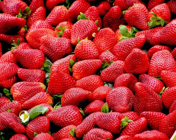 Un montón de fresas rojas y jugosas, deliciosos alimentos con mucha fibra, listas para disfrutar.