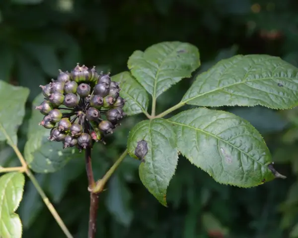 Racimo de bayas oscuras y hojas verdes de ginseng siberiano.