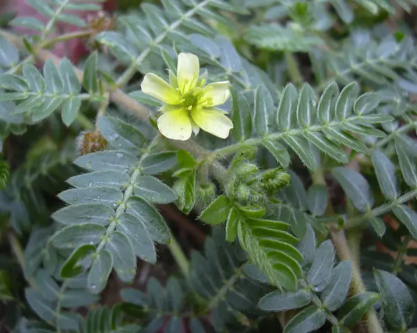 Planta de tribulus terrestris con flor amarilla. Se usa en mujeres para bienestar.