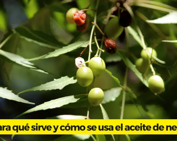 Ramitas con hojas verdes y frutos de neem, algunos verdes y otros rojizos, listos para extraer el aceite de neem.