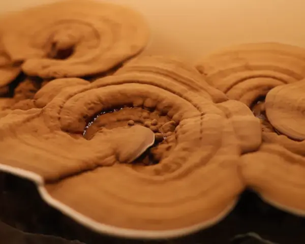 Hongos Reishi de color marrón rojizo con bordes blancos, con textura concéntrica.