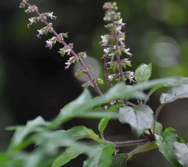 Flores delicadas y hojas de albahaca sagrada, con tallos púrpuras y un fondo oscuro y difuminado.