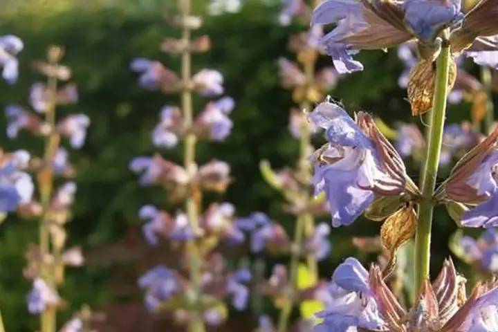 Flores de salvia morada, ideales para aprender como tomar salvia para la menopausia y aliviar sus síntomas.