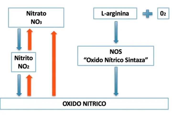 Diagrama muestra la síntesis de óxido nítrico a partir de L-arginina y O2 por la enzima NOS, y la interconversión de nitrato y nitrito.
