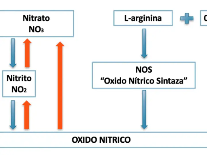 Diagrama muestra la síntesis de óxido nítrico a partir de L-arginina y O2 por la enzima NOS, y la interconversión de nitrato y nitrito.