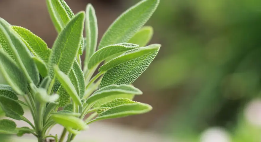 Primer plano de hojas de salvia, una planta conocida por sus usos medicinales y culinarios.