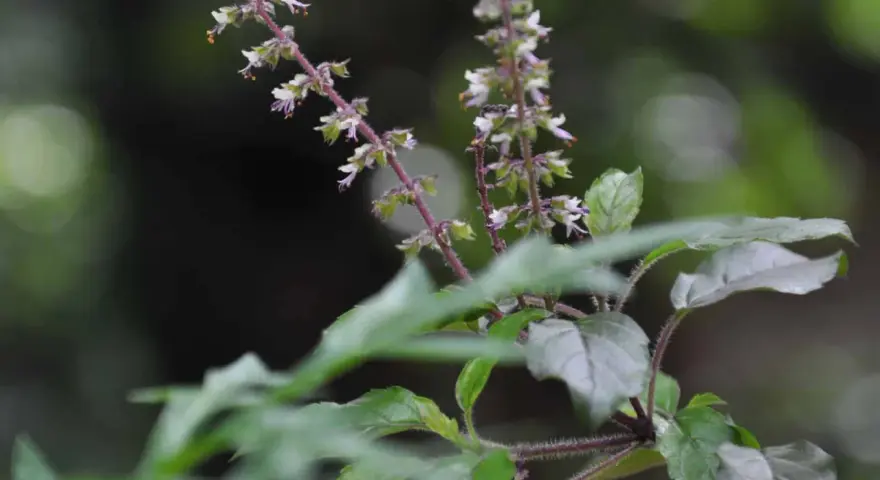 Flores delicadas y hojas de albahaca sagrada, con tallos púrpuras y un fondo oscuro y difuminado.