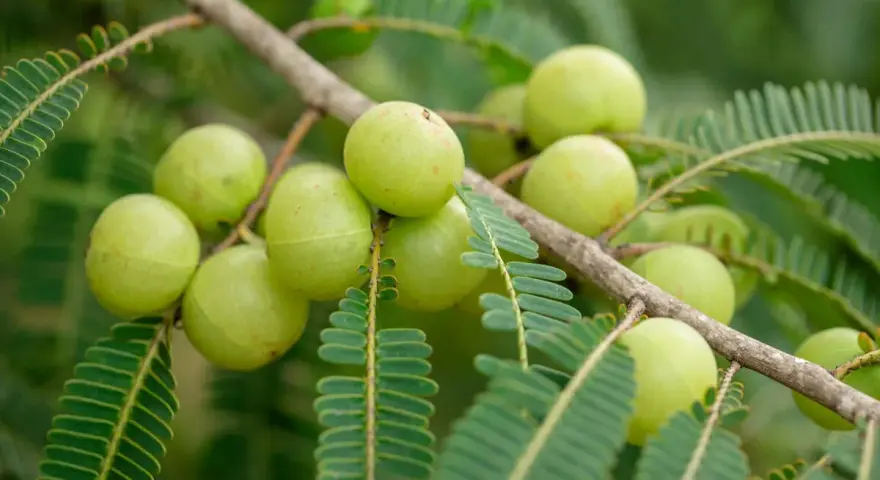 Amla, conocida por sus propiedades beneficiosas, cuelga de una rama con sus frutos verdes y hojas plumosas.