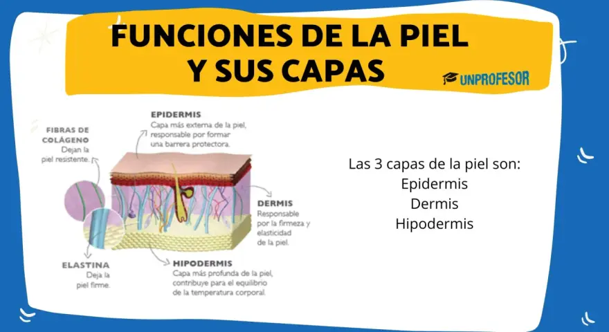 Ilustración detallada de las capas de la piel: epidermis, dermis e hipodermis, explicando sus funciones y componentes como colágeno y elastina.