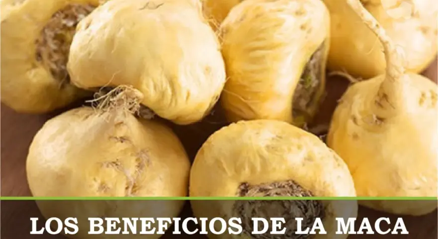 Raíces de maca amarillas, un superalimento natural que puede ayudar con la maca menopausia.
