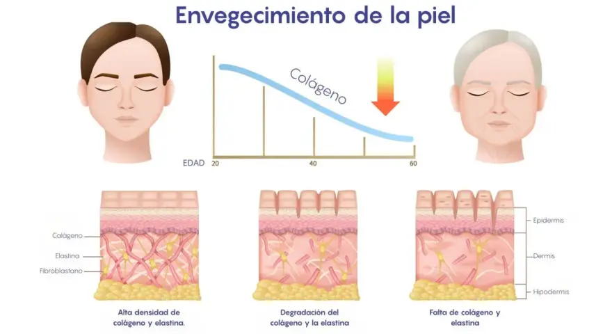 Gráfico muestra cómo disminuye el colágeno con la edad. ¿A qué edad se puede tomar colágeno? A partir de los 20 años, la piel pierde colágeno.