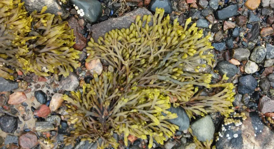 Algas fucus sobre rocas. El fucus para que sirve: es un alga marina rica en nutrientes, usada en alimentación y cosmética.