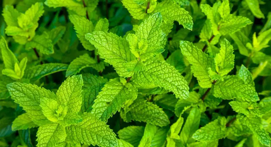 Primer plano de hojas verdes vibrantes, mostrando varios tipos de menta en su exuberante crecimiento.