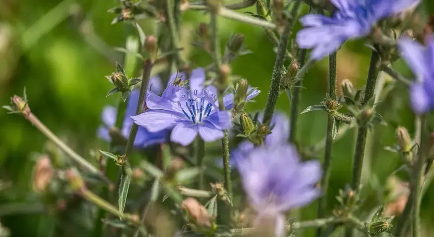 Flores de achicoria azul vibrante, con tallos verdes y brotes. Considera las contraindicaciones de la achicoria antes de su uso.