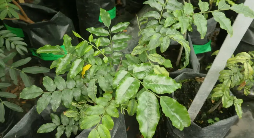 Planta joven de bálsamo de Perú en maceta negra, con hojas verdes y un toque amarillo.