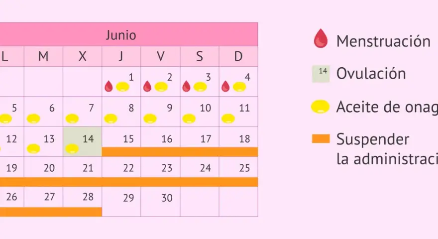 Calendario de junio con ciclos de menstruación, ovulación y uso de aceite de onagra. Indica cuándo suspender la administración para un posible embarazo.