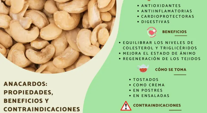 Anacardos: propiedades, beneficios y contraindicaciones. Ayudan a equilibrar el colesterol, siendo un snack saludable, incluso para quienes manejan la diabetes.