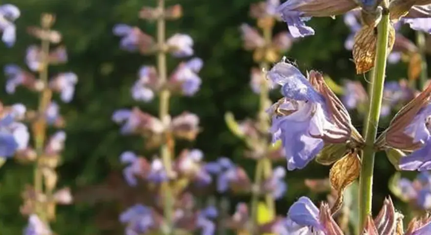 Flores de salvia morada, ideales para aprender como tomar salvia para la menopausia y aliviar sus síntomas.