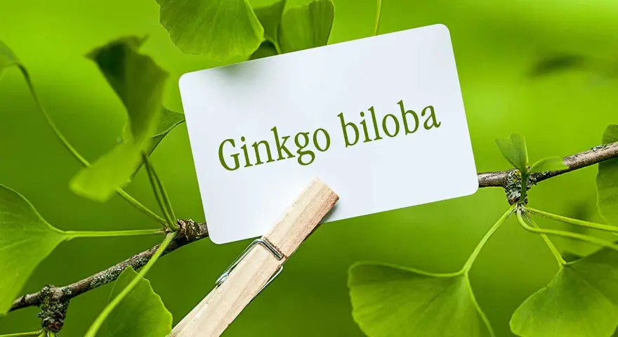 Hojas de ginkgo biloba, árbol conocido por sus beneficios para la memoria y circulación. ¿Para qué sirve el ginkgo biloba?