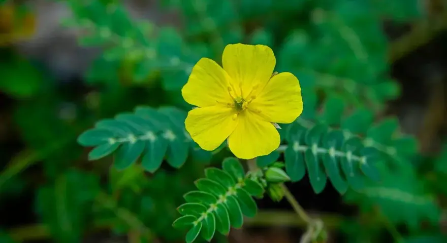 Flor amarilla de tribulus terrestris, planta conocida por sus usos medicinales.