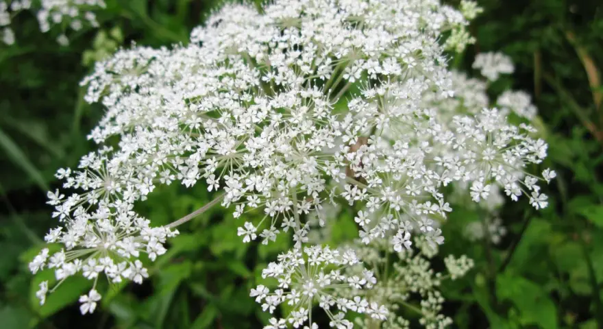Umbelas de flores blancas, similares a las del dong quai, se abren en un campo verde.