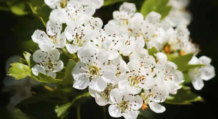 Flores blancas de espino blanco, con sus estambres marrones. Conoce sus espino blanco propiedades y contraindicaciones.