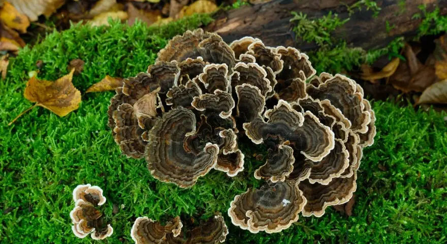Hongos con anillos concéntricos marrones y blancos, como una cola de pavo, crecen sobre musgo verde y hojas caídas.