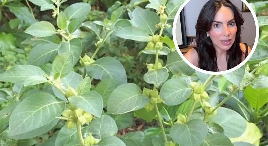 Planta de ashwagandha, conocida por sus ashwagandha beneficios para la mujer, como el manejo del estrés y la mejora del bienestar.