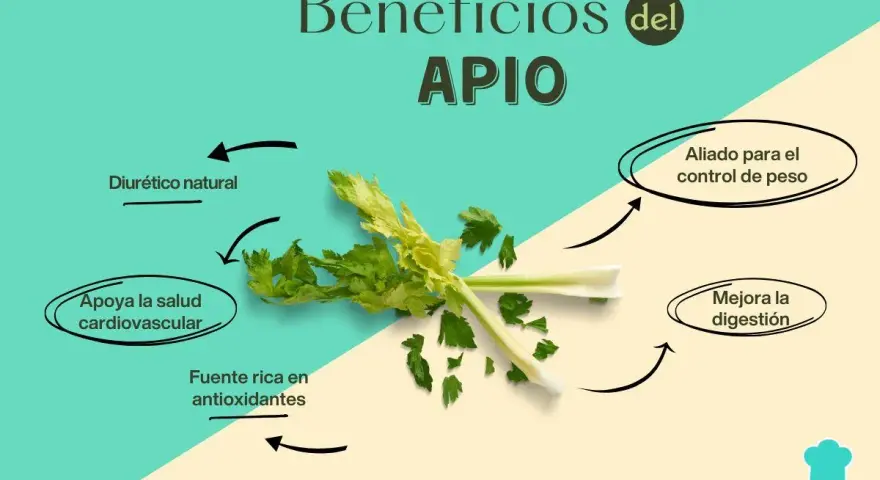 El apio, con sus múltiples propiedades, es un diurético natural, aliado para el control de peso, apoya la salud cardiovascular y mejora la digestión.