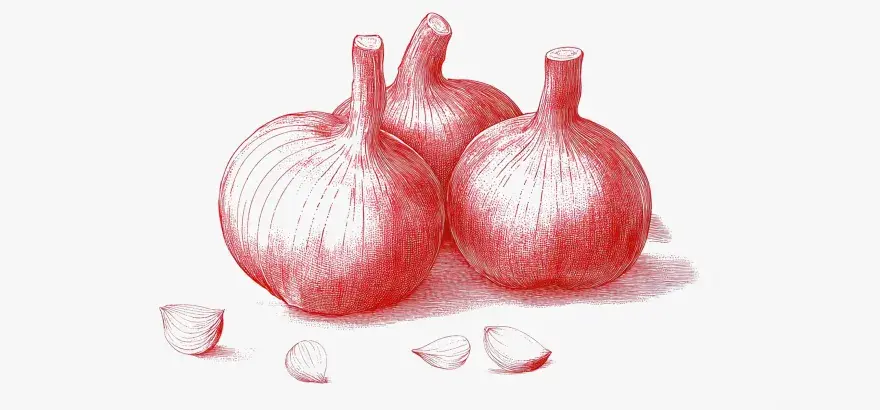 Ilustración de ajos y dientes de ajo. Considera las contraindicaciones del ajo negro antes de su consumo.